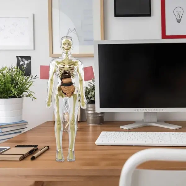 SciBlaz™ Clear Human Body Structure Model