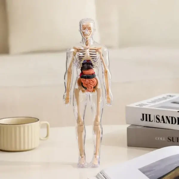 SciBlaz™ Clear Human Body Structure Model